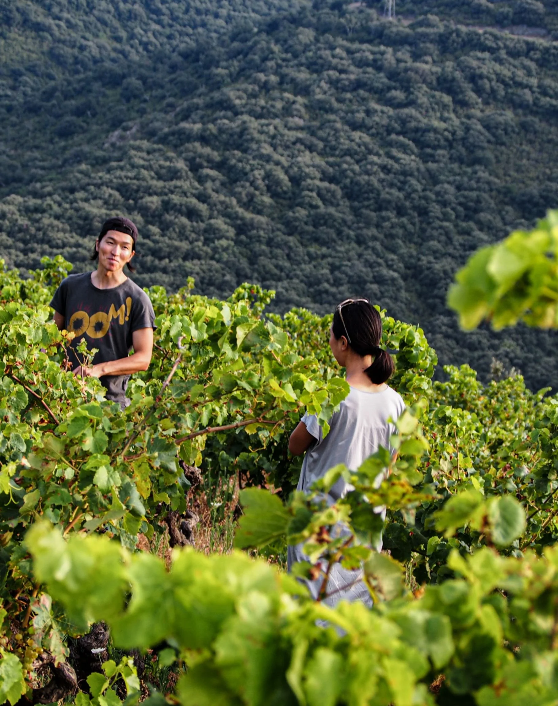 Pedres Blanques | LITTLEWINE | The knowledge platform